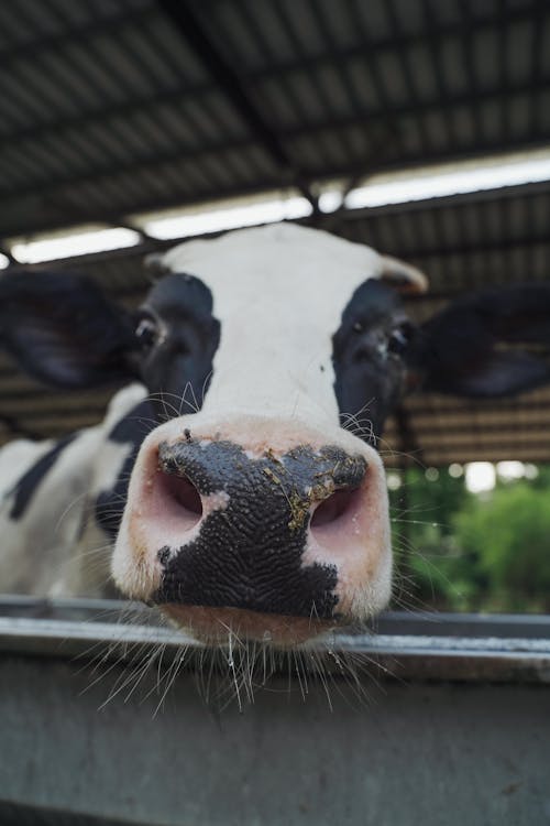 Close Up Shot of a Cow