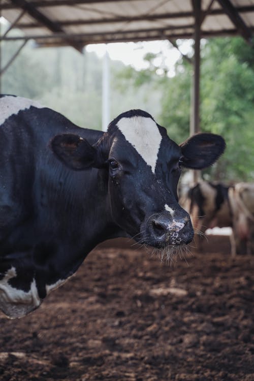 Free Photo of a Black and White Cow Stock Photo