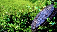 充满活力的绿叶环绕着树桩的详细特写，展现了大自然的成长