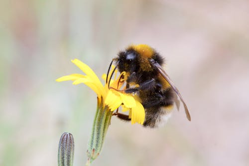 Free Black and Yellow Bee on Yellow Flower Stock Photo