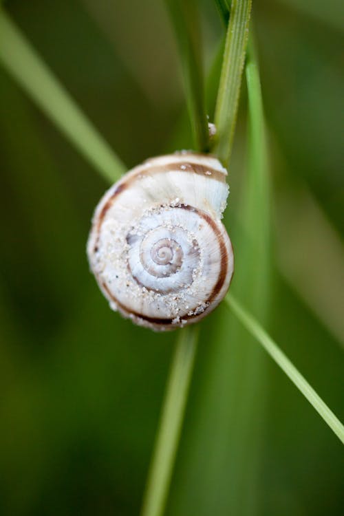 Free White and Brown Snail on Green Grass Stock Photo