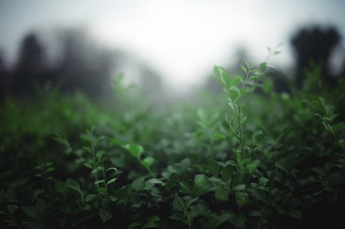 나뭇잎, 녹색, 무성한의 무료 스톡 사진
