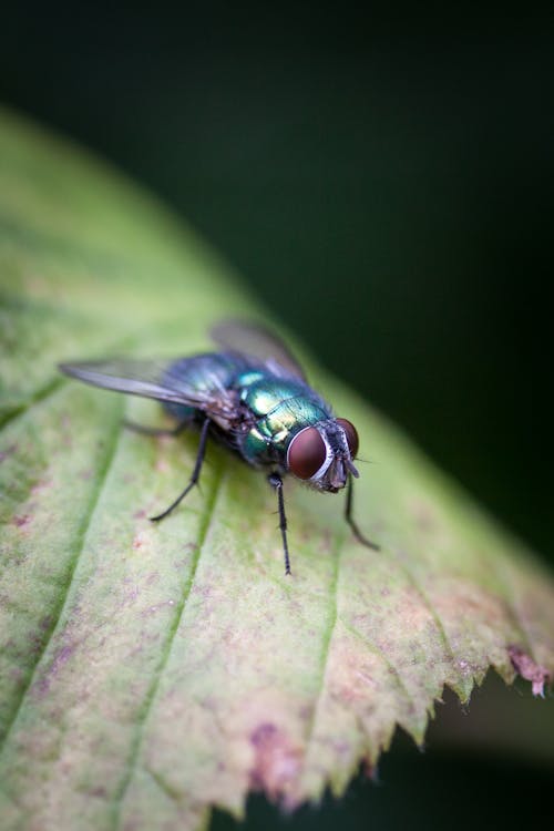 Fly on Green Leaf