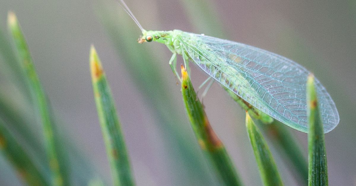 Green Insect on Green Plant · Free Stock Photo