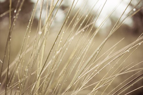 Grass in Close Up Photography