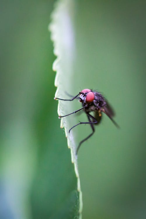 Black Fly Perched on Green Leaf in Close Up Photography