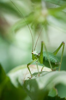 Macro shot of a green grasshopper perched on a leaf, showcasing its vivid color and details.
