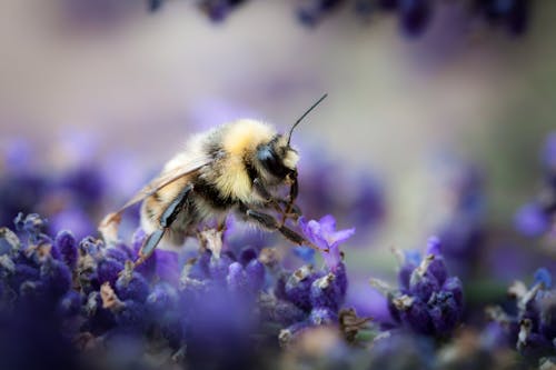 Black and Yellow Bee on Purple Flowers