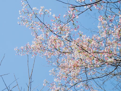 Pink Cherry Blossom Tree Under Blue Sky