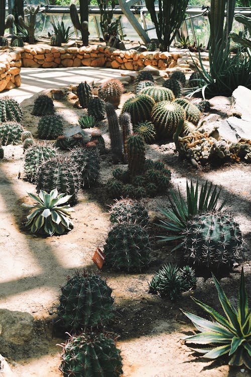 Free Green Cacti Plants Stock Photo