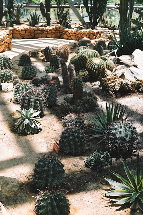 Green Cacti Plants