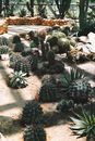 植物园里光线充足，汇集了各种充满活力的仙人掌物种
