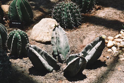Cacti on Soil