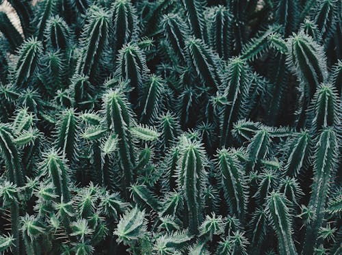 Free Green Cacti Plants Stock Photo