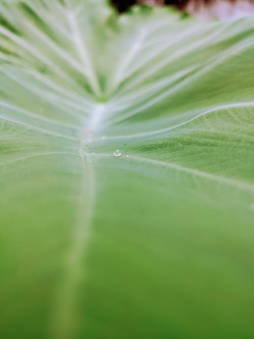 Close Up Shot of Green Leaf