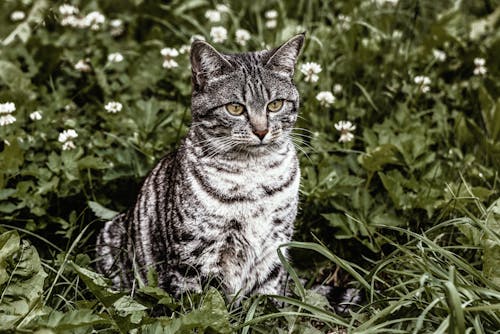 在绿色草地上的银猫