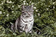 一只灰色的虎斑猫平静而泰然自若地坐在野花环绕的绿色田野里