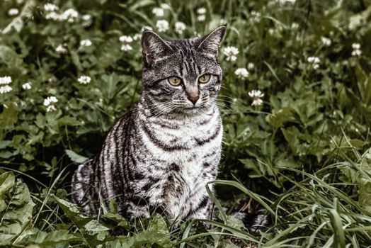 一只灰色的虎斑猫平静而泰然自若地坐在野花环绕的绿色田野里