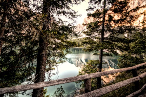 Foresta Vicino Al Corpo D'acqua