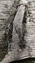 Closeup sun bleached bark of wood with gray rough texture and organic lichen