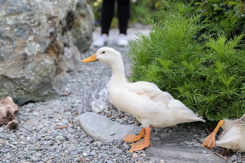 Free stock photo of animal, bird, duck