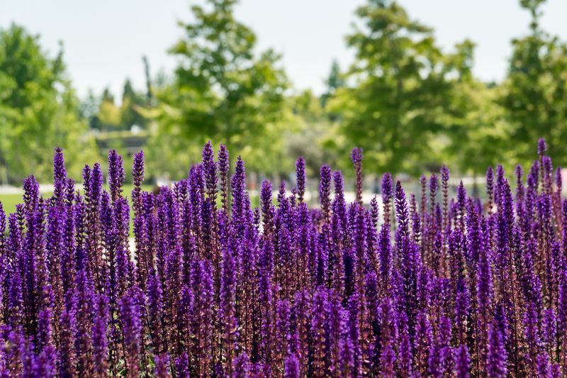 Purple lavender flowers blooming in a lush green garden during summer