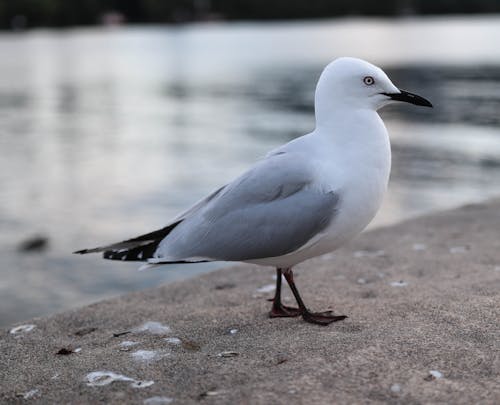 Free stock photo of animal, bird, lake