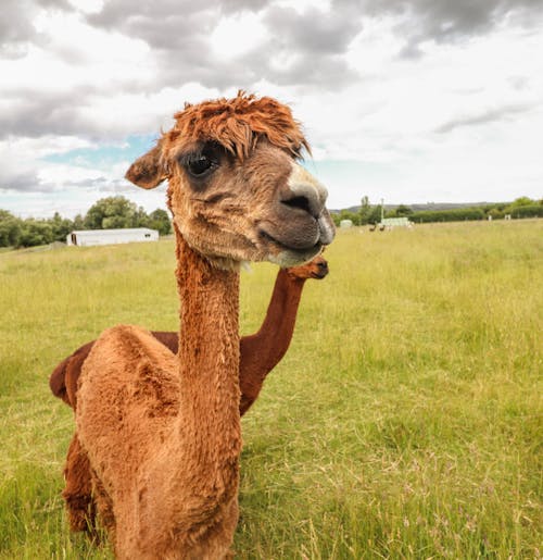 Free Gratis stockfoto met alpaca, beest, mooi uitzicht Stock Photo