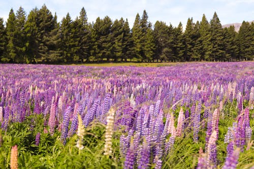 Free stock photo of field, flowers, lupins