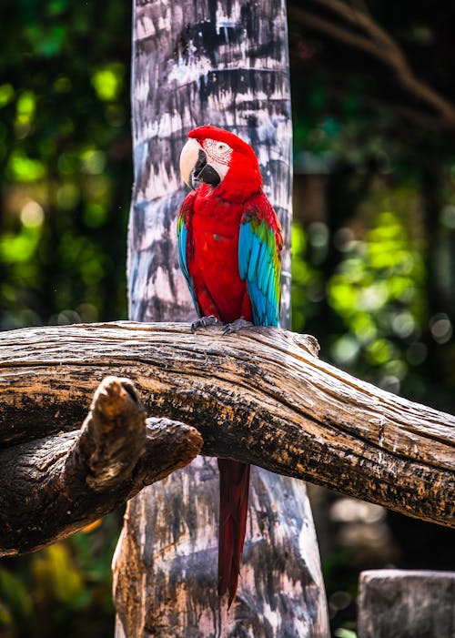 Fotos de stock gratuitas de aves, loro, loros