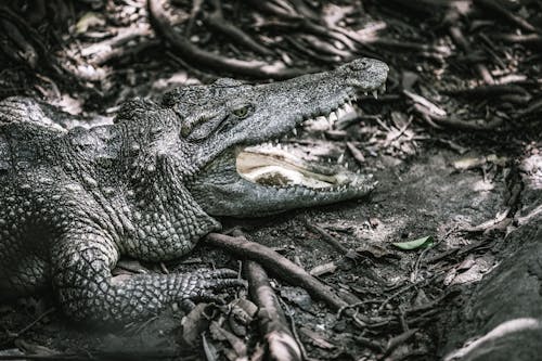 Fotos de stock gratuitas de caimán, fauna, naturaleza