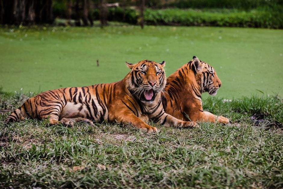 Strategies for Managing Tiger Populations Outside Protected Reserves
