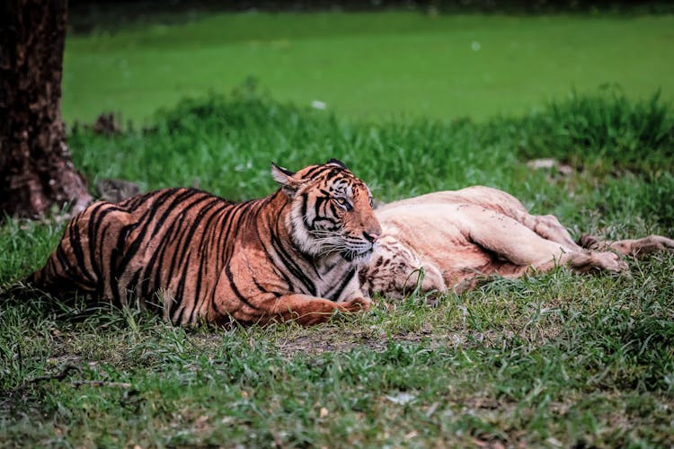 Tigers Lying On Green Grass