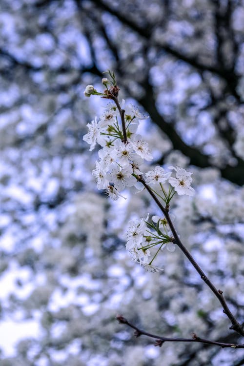 Fotos de stock gratuitas de flor, flores, fotografía