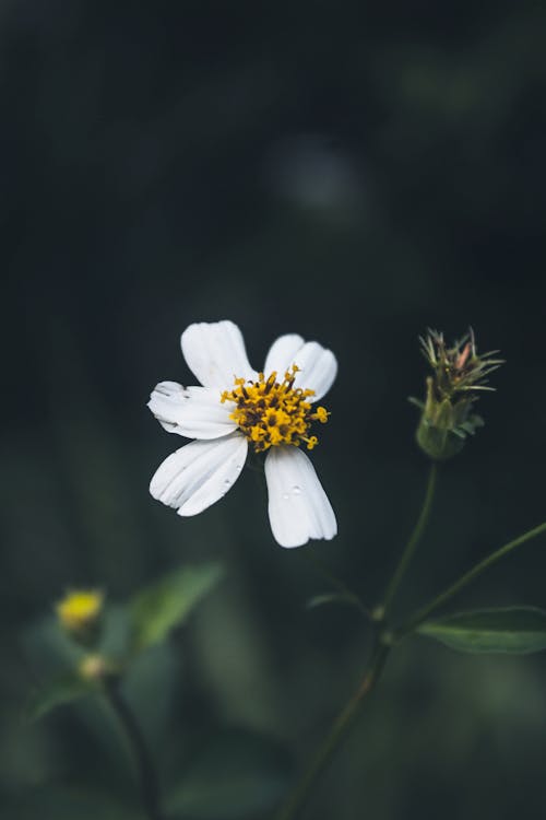 White Flower in Macro Shot