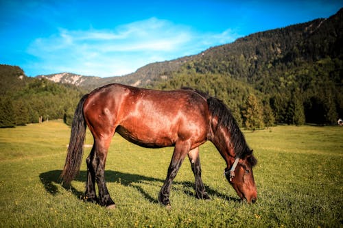 Free Brown Horse Eating Grass Stock Photo