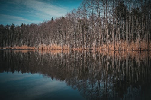 Foto Van Bladerloze Bomen Met Reflectie Op Waterlichaam