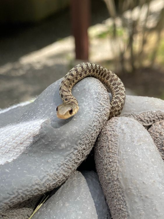 Snake crawling under rocks in nature · Free Stock Photo