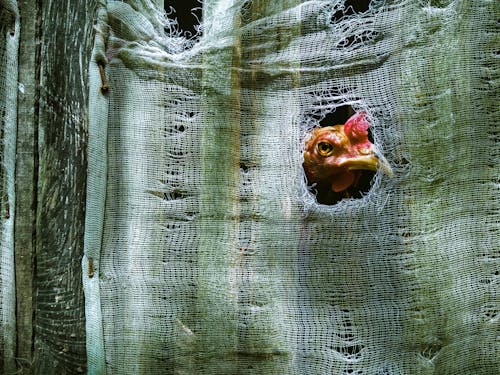 Chicken peeping through hole in tissue while standing near green fence covered with cloth in countryside in farmland in daylight