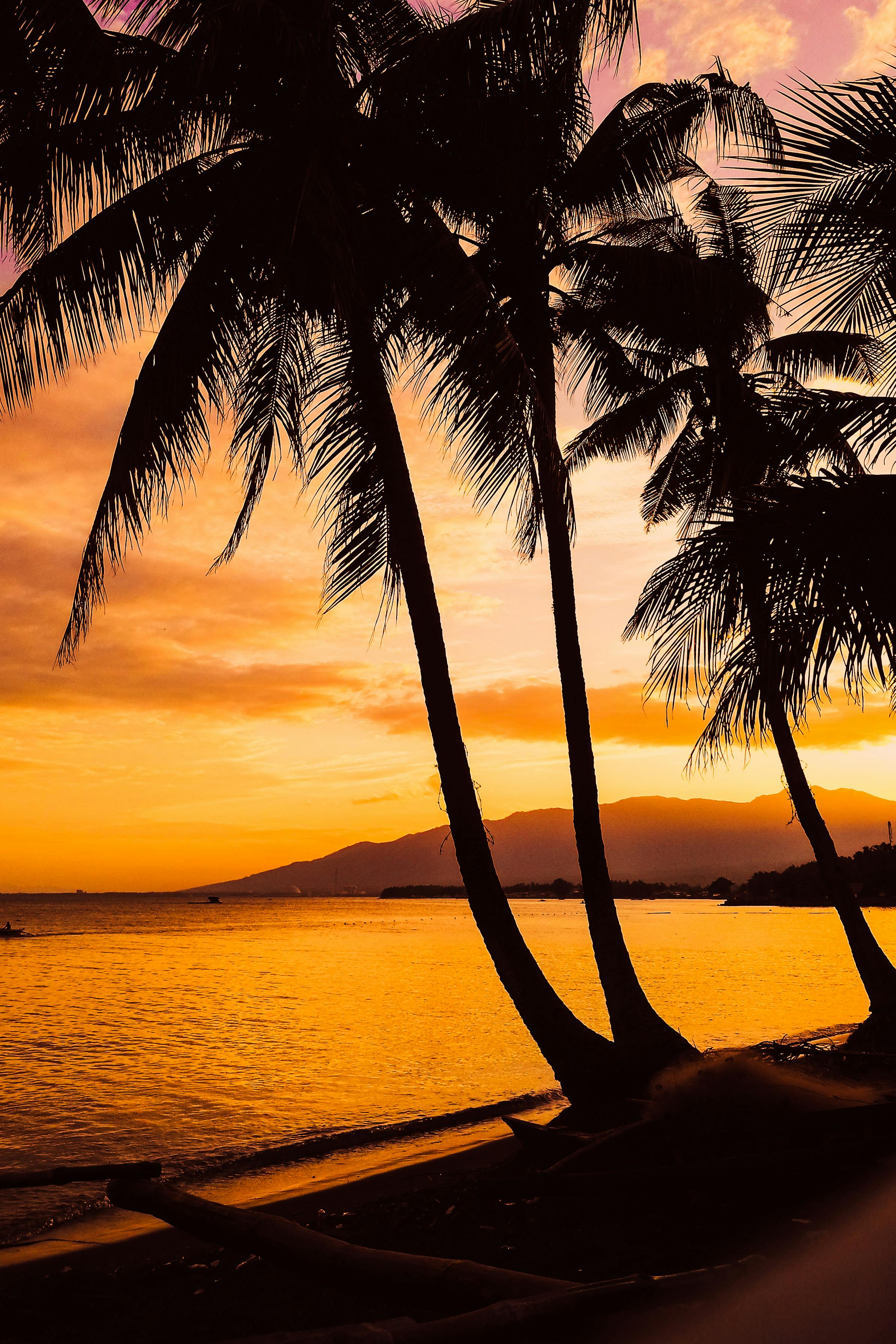 Wallpaper Silhouette of Palm Tree During Sunset Background  Download Free  Image