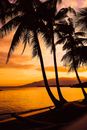 High palms growing on seashore near rippling ocean at sundown time in tropical resort with mountain in distance in summer