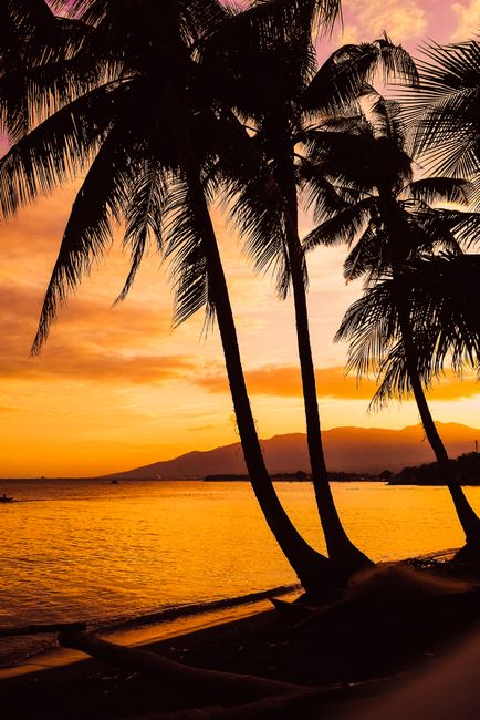 High palms growing on seashore near rippling ocean at sundown time in tropical resort with mountain in distance in summer