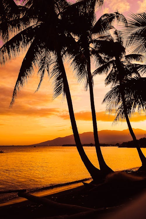 High palms growing on seashore near rippling ocean at sundown time in tropical resort with mountain in distance in summer