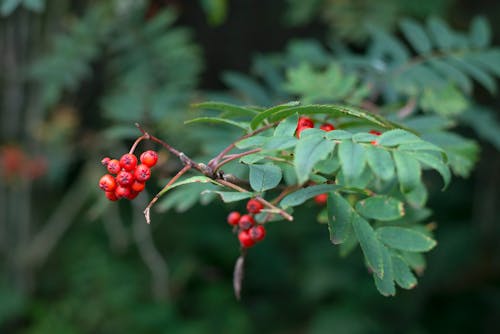 Free Red Berries and Green Leaves Stock Photo