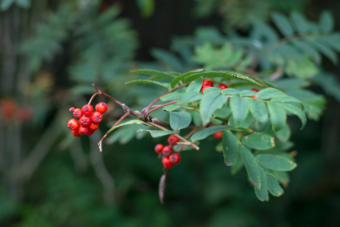Free Red Berries and Green Leaves Stock Photo