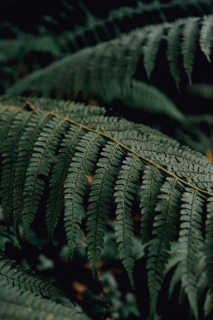 Closeup of lush green plant with spiky leaves growing in tropical jungle in nature in summer day on blurred background