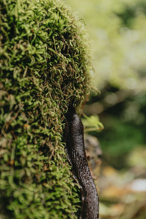 Free Long Arion ater with glossy black shell on vibrant green moss in forest in daylight on blurred background Stock Photo