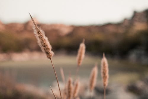 Free stock photo of green nature