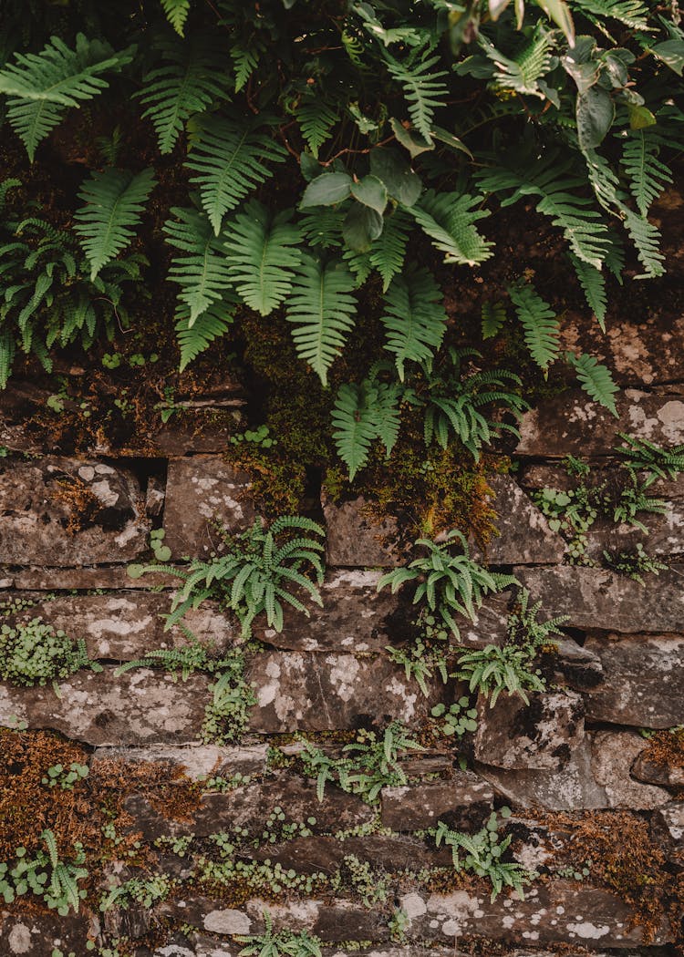 Green Fern Hanging On Stone Rough Wall