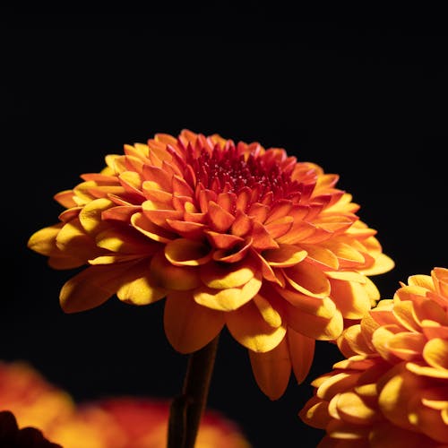 Gratuit Imagine de stoc gratuită din a închide, dalie, floare Fotografie de stoc